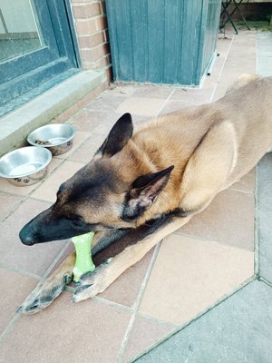 A Donner Adorable Malinois 3ans Chiens Chats Be