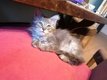 Chtons Maine Coon  rserver