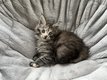Chatons Maine coon  rserver
