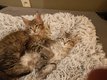 3 Chatons Maine coon  rserver