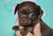 Superbe chiot chihuahua poil court male