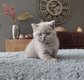 Magnifiques chatons British shorthair Lilac