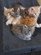 5 Magnifiques chatons Maine Coon  rserver