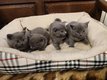 Chartreux , chatons   rserver