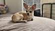 Chihuahua poil court de 10 mois disponible de...