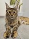 Maine coon chatons