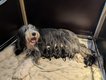 Bearded Collie chiot