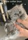 Magnifiques chatons British shorthairs