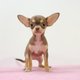 Chiots Chihuahua  poil court  -diffrentes...