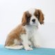 Chiots Cavalier King Charles - trs beaux chiots