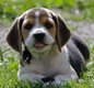 Magnifiques chiots beagle