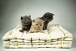 Magnifiques chatons British Shorhair