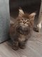 Chatons maine coon a  reserve