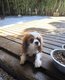Cavalier king Charles adulte [cherche] famille...