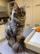 Maine coon  replacer