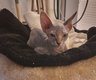 Sphynx chatonne disponible directement