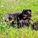 Chiot rottweiler pure race