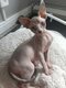 Magnifique sphynx