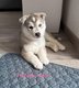 1 Chiot Femelle Husky restante (sur une porte de...