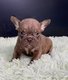 Chiot bouledogue franais