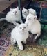 Chatons British Shorthair/Longhair pure race