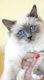 Magnifiques chatons birmans