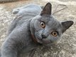 Magnifiques chatons chartreux