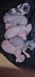 Magnifiques chatons Sphynx