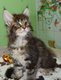 3 Chatons Maine Coon