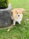 2 Welsh Corgi Pembroke de 2,5 ans