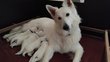 Magnifique chiot berger blanc suisse