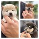 Magnifiques chiots shiba Inu