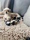 Superbes portes de Shih tzu nains