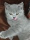 Chatons British Shorthair