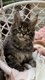 Chaton Maine coon  rserver