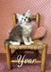 [New] 4 Splendides Chatons Maine Coon