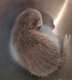 British shorthair ou longhair