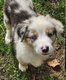 Magnifiques chiots Berger Australien bleu merle