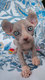 Chaton mle Sphynx Elf avec pedigree