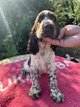 English springer spaniel pure race avec pedigree