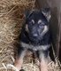 Chiots bergers allemands