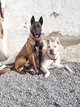 Berger belge femelle malinoise 3 ans