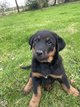 Chiot beauceron