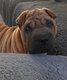 Chiot shar-pei pur race