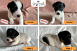 Chiots Jack Russell cherchent une famille