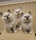 Magnifiques chatons Sacr de Birmanie