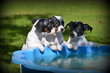 Chiots Jack Russell