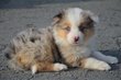 Chiots Border collie  la ferme