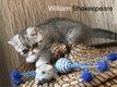 Exotic Shorthair mle