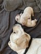 8 Chiots Labrador Beiges